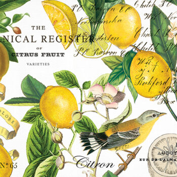Lemon Basil Collection